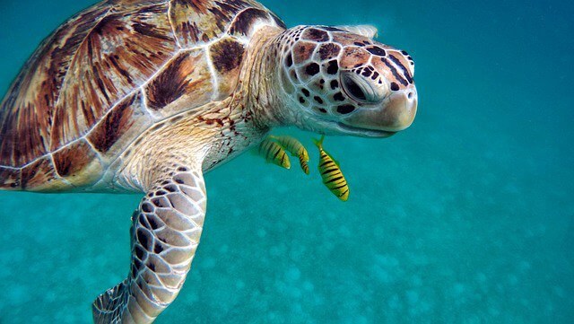 Amazing Animal Behavior: Sea Turtles Also Use Flippers For Foraging Food